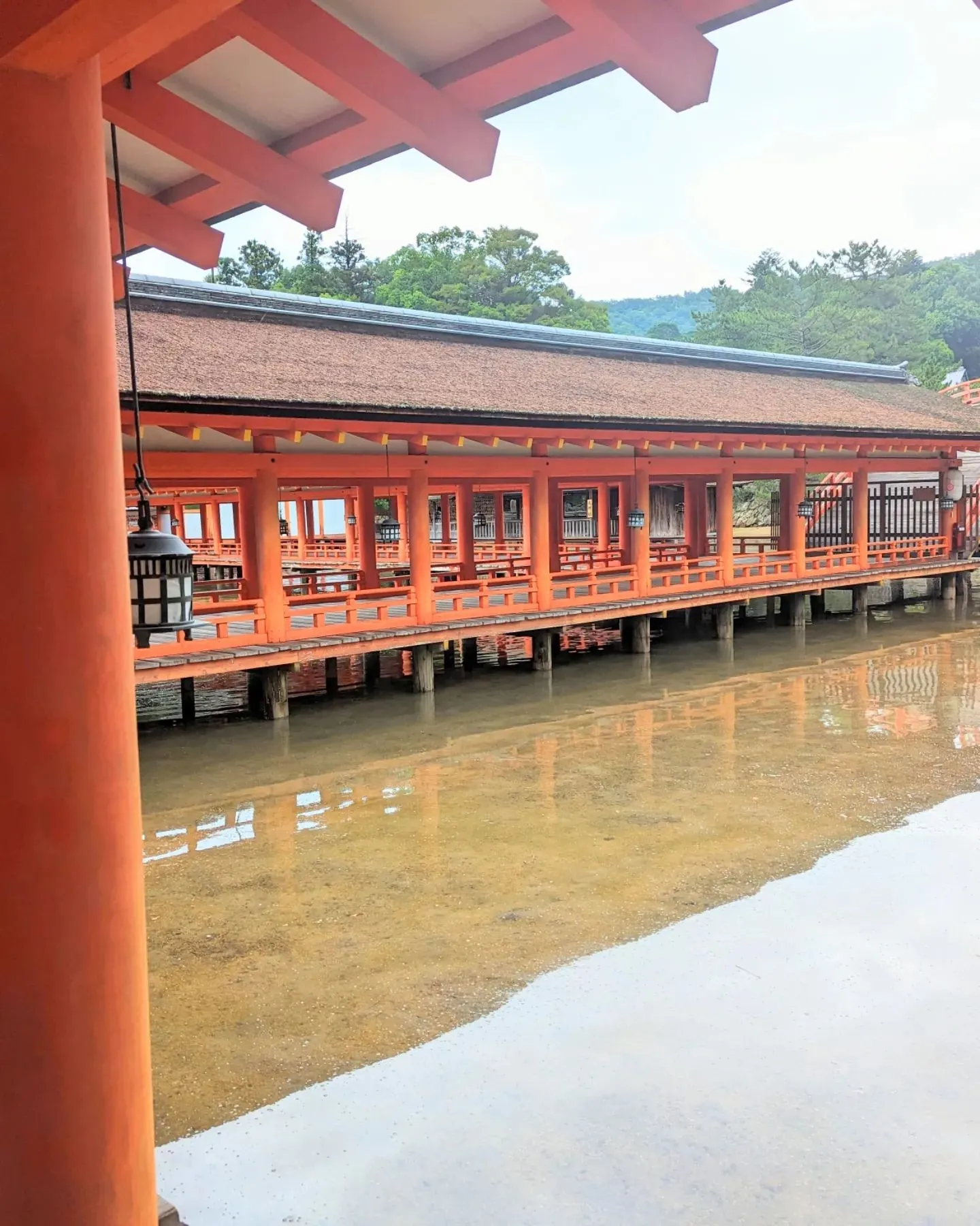 早朝も美しい厳島神社⛩🙏