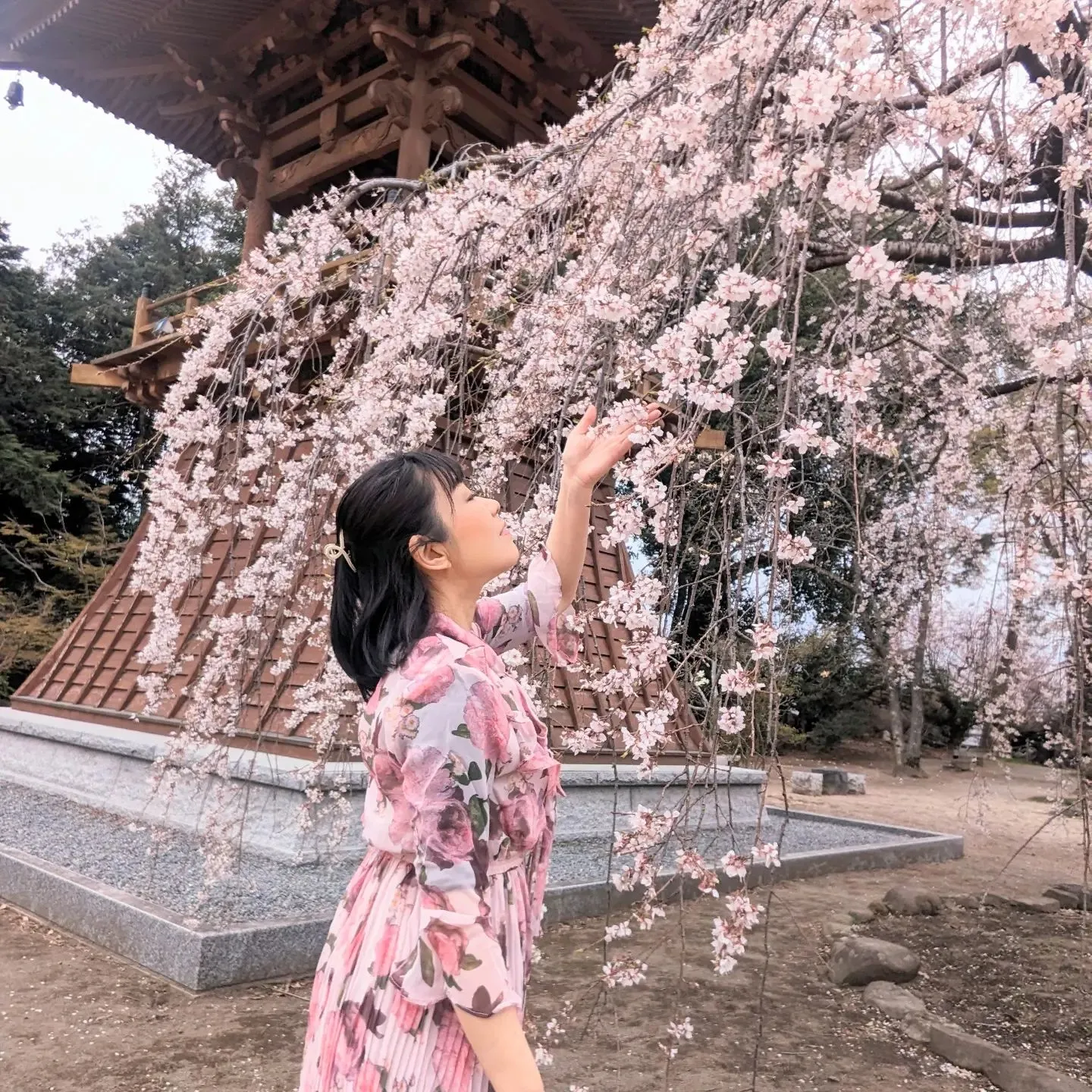 桜っていいですね🌸