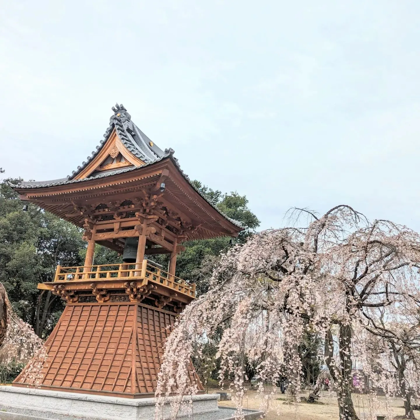 桜っていいですね🌸