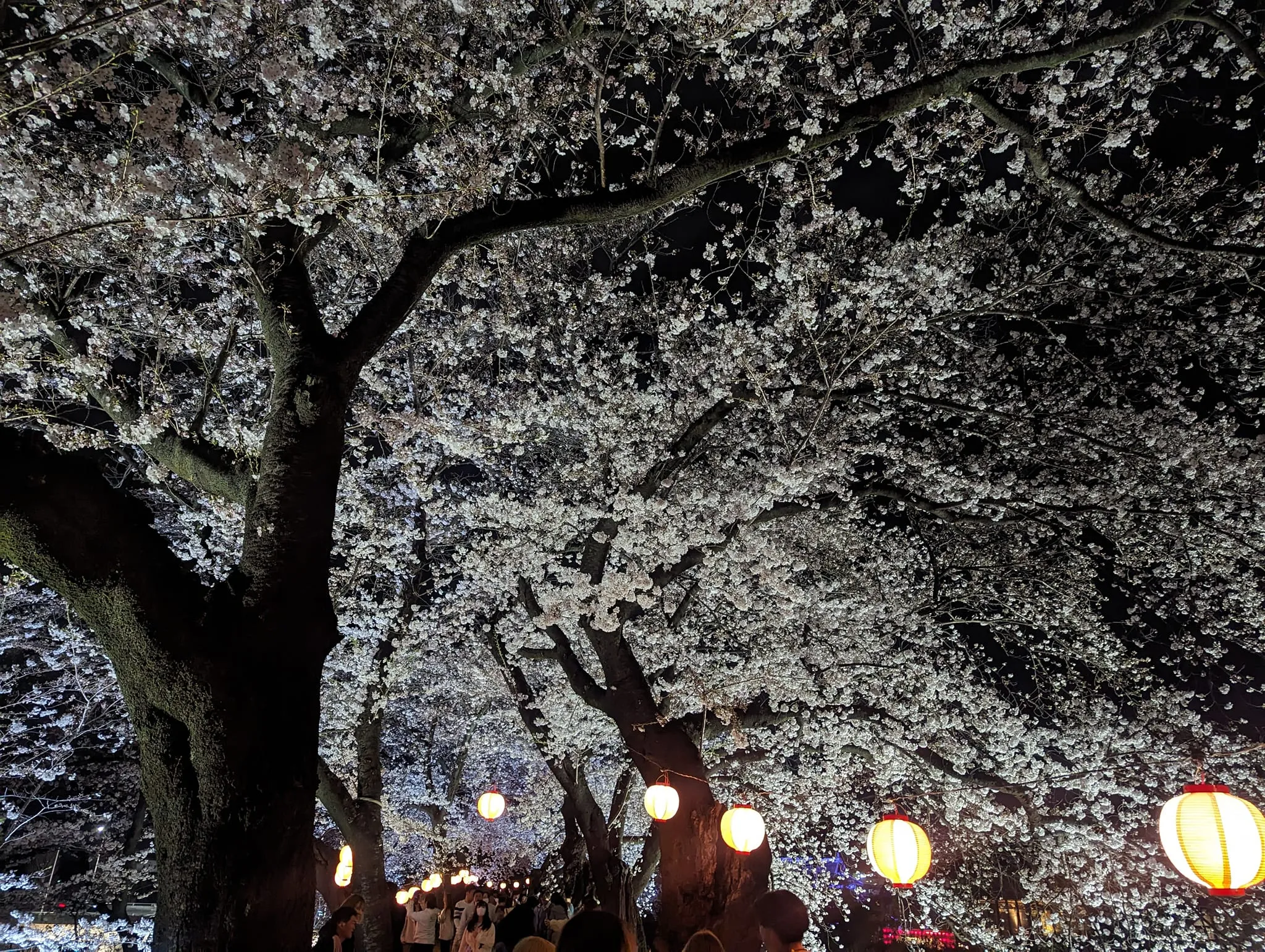 入学祝い後、主人が